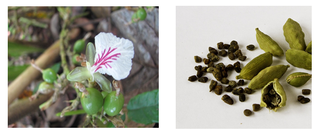 Image shows two pictures: one of a cardamom flower and another of cardamom seeds on a neutral background.