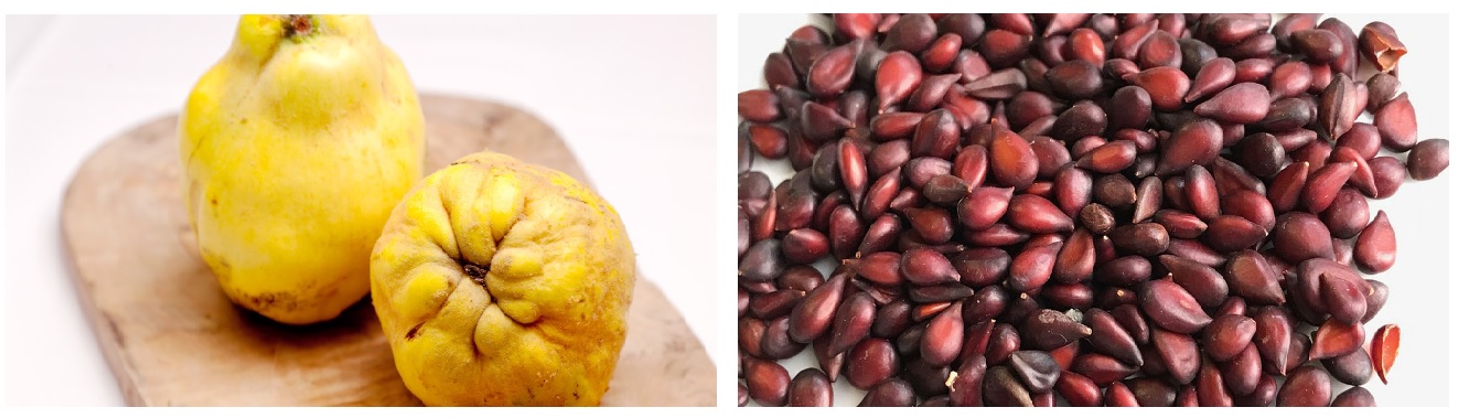 Two yellow quinces on a wooden board (left) and a close-up of scattered quince seeds (right).