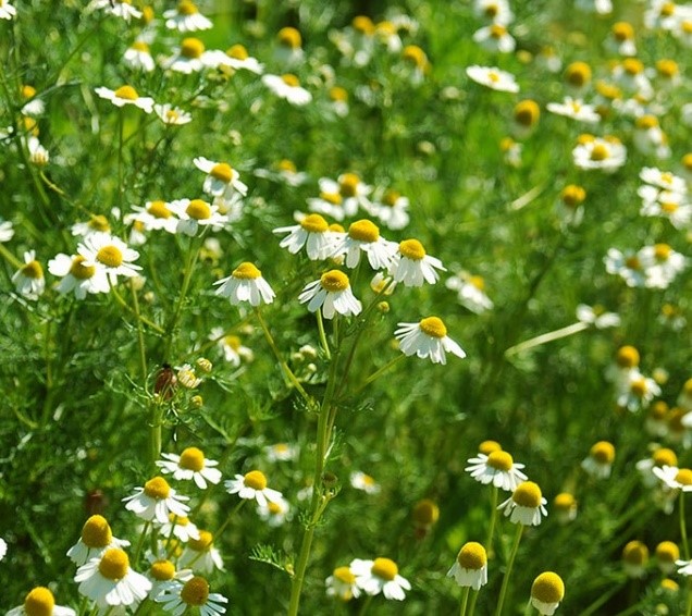 A field of chamomile flowers with white petals and yellow centers under bright sunlight. 