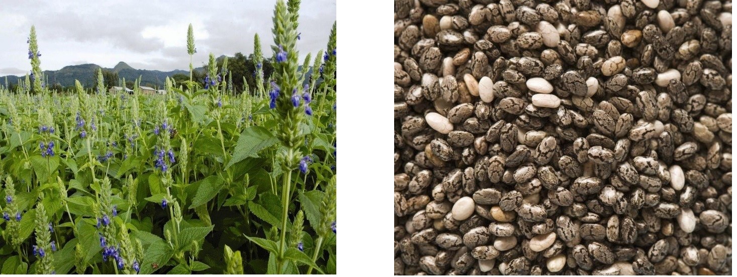 Left image shows a lush field of chia plants with tall stalks displaying small purple flowers.Right image features a close-up of a scattered pile of white and brown chia seeds, showcasing their varied patterns and textures